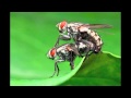 The Tiger Lillies—Sex With Flies (Live) 