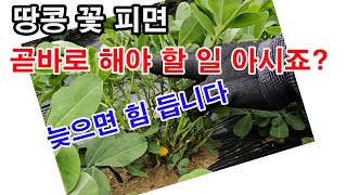 땅콩 꽃 피면 곧바로 해야 할 일 아시죠?(땅콩 재배, 땅콩 심기, 땅콩 비닐 걷기, 땅콩 꽃피기, 자방, …