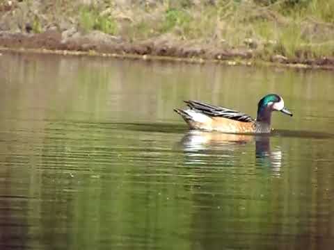 Pato Overo o Silbador, Southern Wigeon. General Roca, Rio Negro. Argentina.  Noviembre 2021