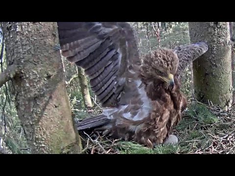 Latvian LSE~Anna defends the nest against a squirrel~8:30 am 2020/05/15