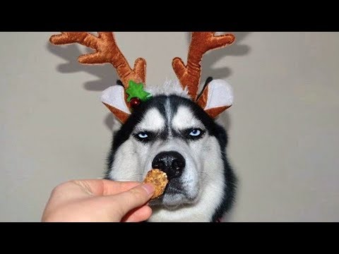 Husky Puppies Best Collection Too Cute -  Funny dog  - Reverse video