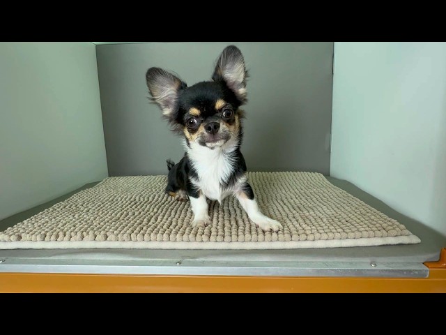 (子犬) 犬種:チワワ・ロングコート 男の子 ブリーダー マロニエケンネル MARRONNIER KENNEL k4094の画像