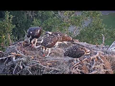 Four Fish Delivered In Four Minutes To Savannah Osprey Nest! – June 4, 2019