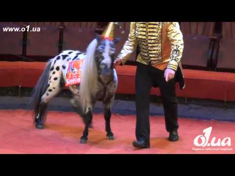 o1.ua - День Рождения бегемотихи Чиччолины из венгерского цирка Чинизелли