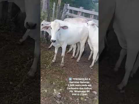 6 Garrotas Nelores: 2.600 reais cada em Cachoeira dos Indios/ PB. Whatsapp 84 99810 2784*#gado