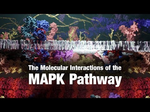 The Molecular Interactions of the MAPK Pathway
