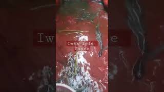 Download lagu Ternak ikan lele di belakang rumah...!!! #shorts #mboissss #singosaribolang mp3