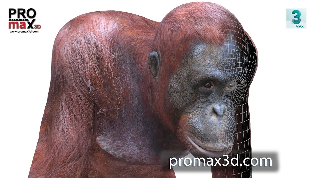 Orangutan Female 3D Model