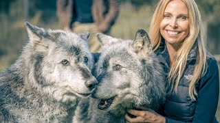 HOW WOLVES CAN HEAL THEMSELVES FROM DISEASE