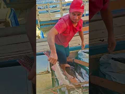 Juruti Pará #pescaria #registrodevida #curiosidades