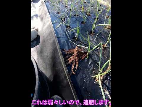 園芸 ネギ、ニンニク