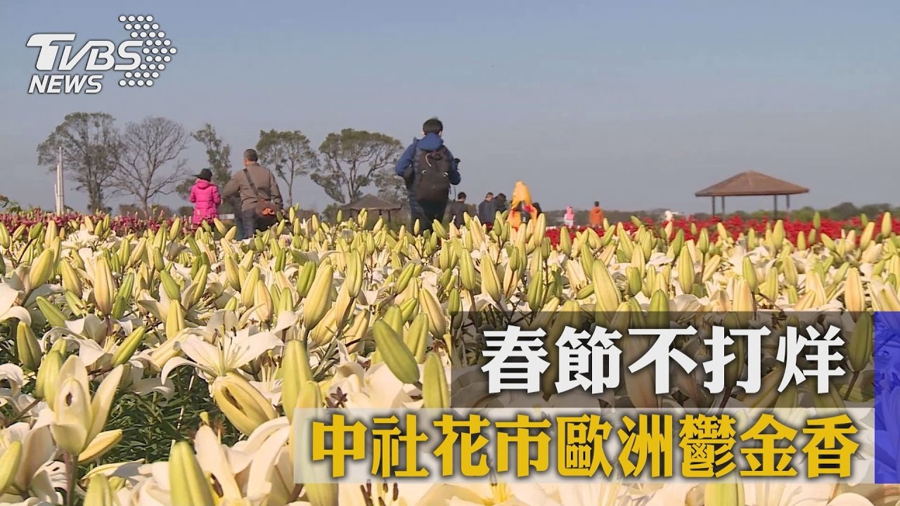 中社花市歐洲鬱金香　春節不打烊