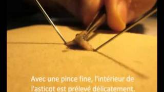 Dissection des trachées d'asticots