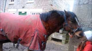 My horse won&#39;t leave me alone -.-