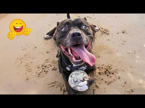 Funniest Pet Compilation 2026 😹🐶 Cute Cats and Crazy Dogs Being Totally Ridiculous!