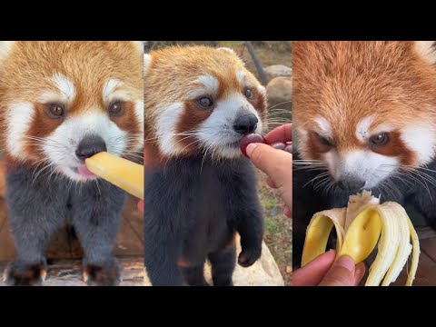 レッサーパンダの両手フルーツ のサムネイル