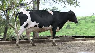 Vídeo 42 - 1º LEILÃO ANUAL SITIO TIMOTEO | VACAS 3/4 E 7/8