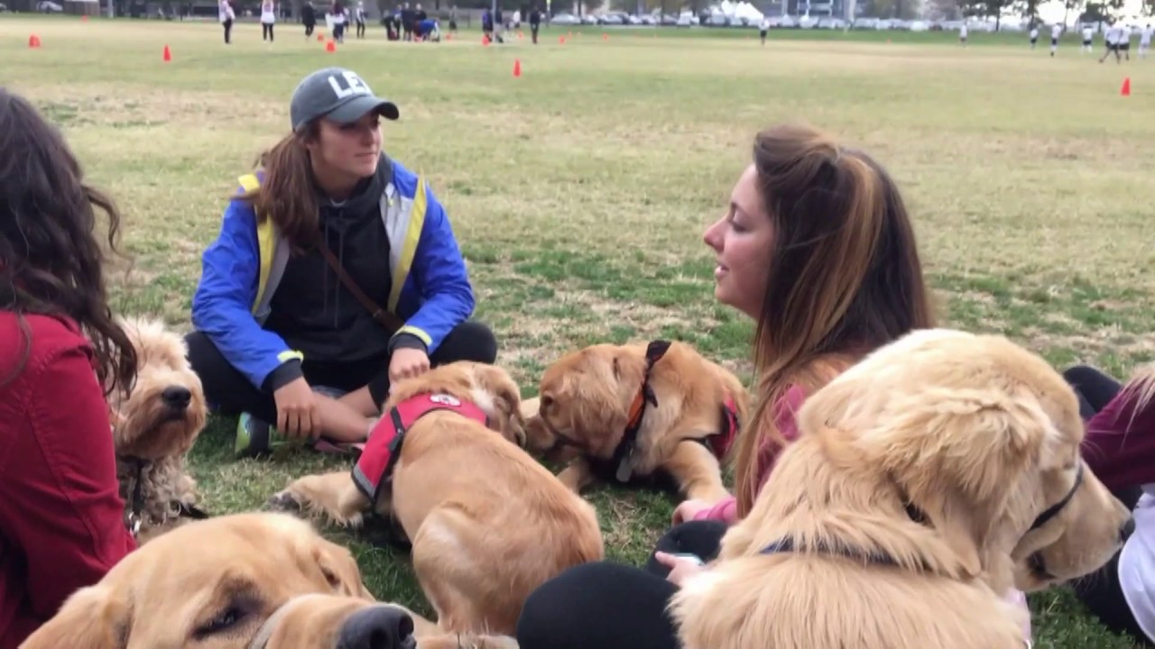 4 Paws for Ability - What it Takes