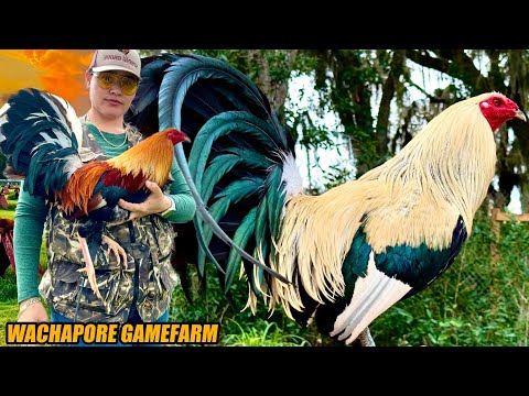 Grey Chocolate Hatch Albany And Roundhead Swetare Yellow Leg Hatch | WACHAPORE GAMEFARM