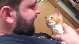 Funny Cats and Humans Get Caught Being Completely Ridiculous! 😂