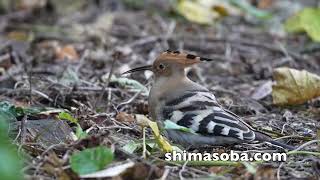 ヤツガシラ、ソリハシセイタカシギほか(動画あり)