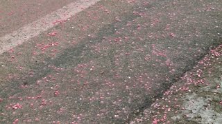 Skittles all over the road? Turns out they were for cattle