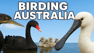 Birding Australia / Avistamiento de Aves #Wildlife.