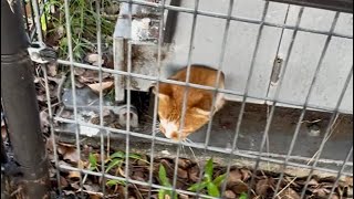 ドームの隙間からあらわれるちゃ〜ちゃんが可愛いすぎる。#ねこ動画 