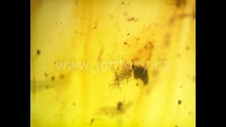 Křídový jantar B-93