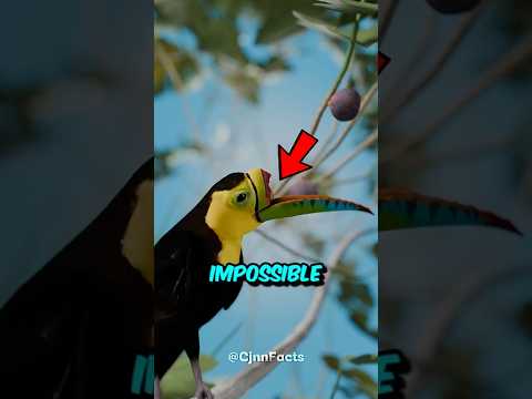 This Toucan Lost Most of Its Beak… Then They Built Her a New One 🤯🦜