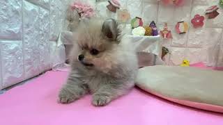 ポメラニアンの動画01