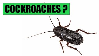 WHY ARE THERE COCKROACHES IN YOUR HOUSE? - Understand Why Roaches Come Inside & Where They Come From