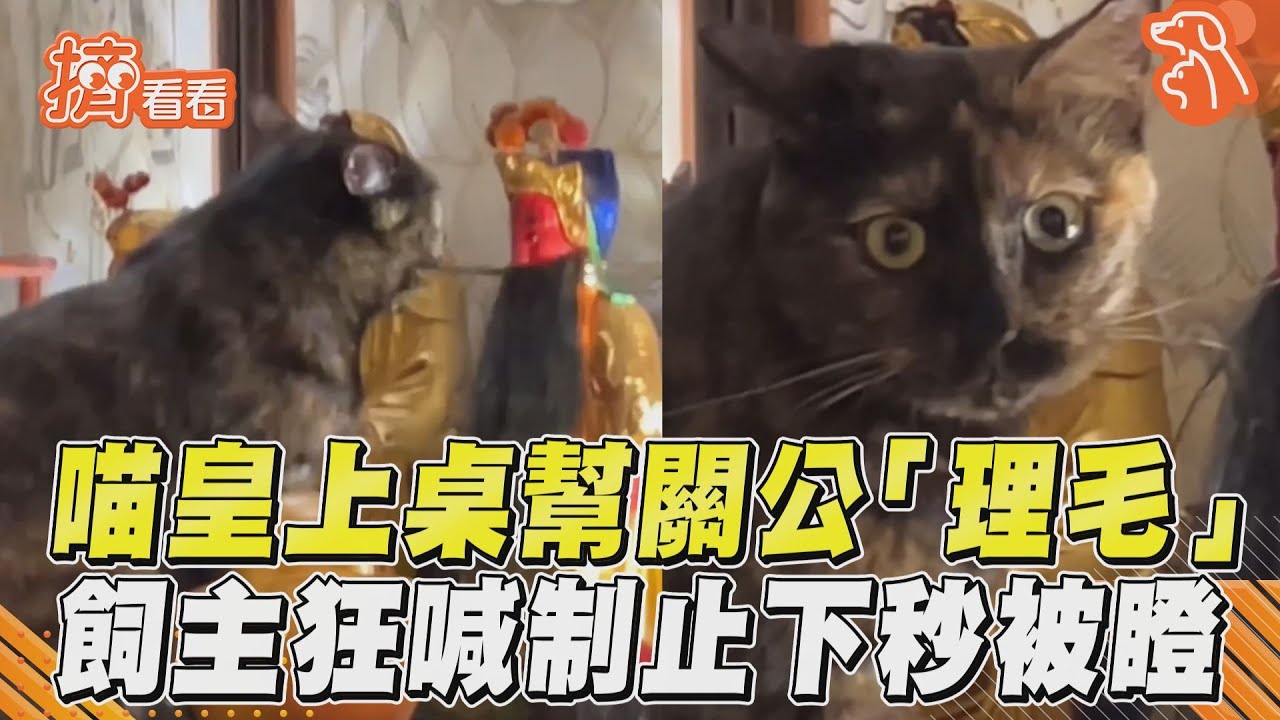 影音／喵皇上桌幫關公「理毛」　飼主狂喊制止下秒被瞪