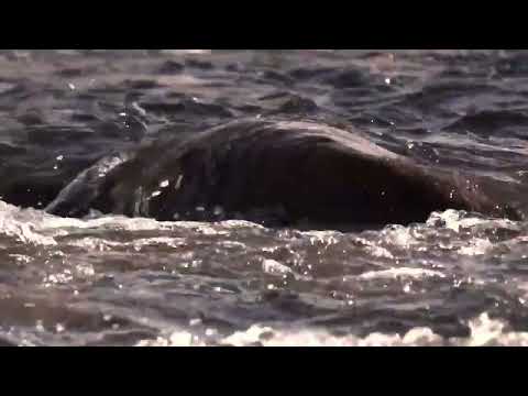 LA CORRIENTE NATURAL