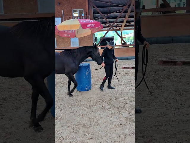 N' Joy, Superbe Quarter Horse Mâle de 2 Ans