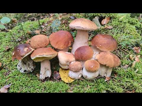 Picture-perfect porcini mushrooms! Mushroom picking 25/10/2025