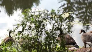 New Lions Among Us Record!