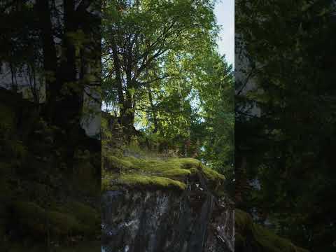 Vertical Nature Videos Photos & Videos Collected by 3  GHULAM YASEEN KHAN 92