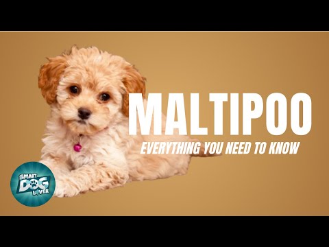 Maltipoo Dog Breed Guide | Dogs 101 - Maltipoo