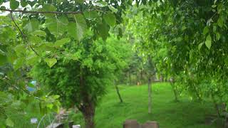 Som Real de Chuva para Dormir e Esvaziar a Mente