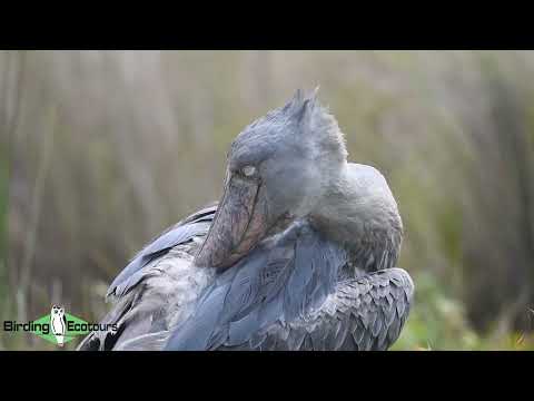 Incredible sighting of a Shoebill - Uganda Birding Tours!