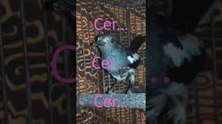 Download lagu cer...cer...cer...suara burung kacer betina#shortvideo mp3