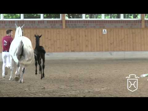 ODRZ240 Stutfohlen von Diarado   Lacantus   Exorbitant xx