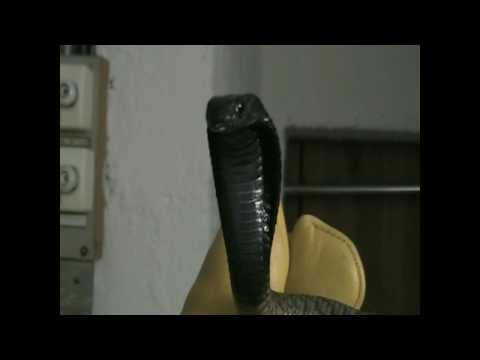 YouTube Video 6y4yst_52Ss