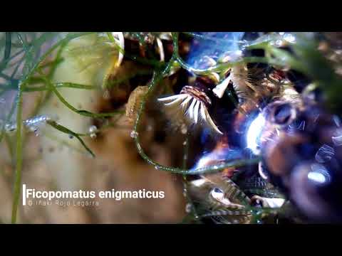 Vídeo de Ficopomatus enigmaticus. <em>© Iñaki Rojo Legarra