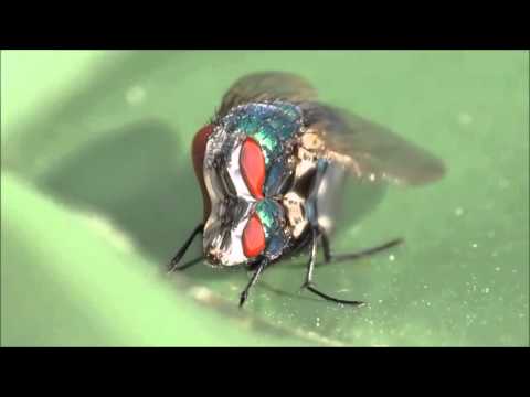 Blue Bottle - POB feat. Patrick Reid - Disgusting Edit - Sick Audio