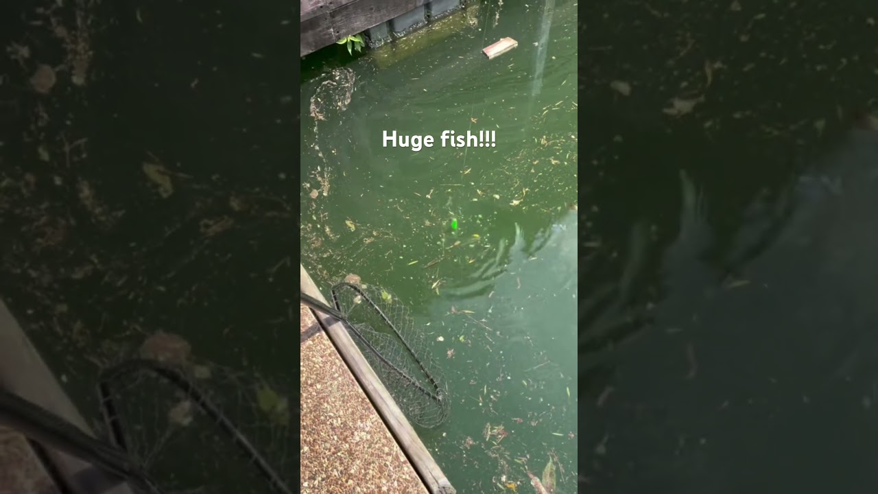 Beginner catches Record Breaker bass! #bigfishvideos #fishing