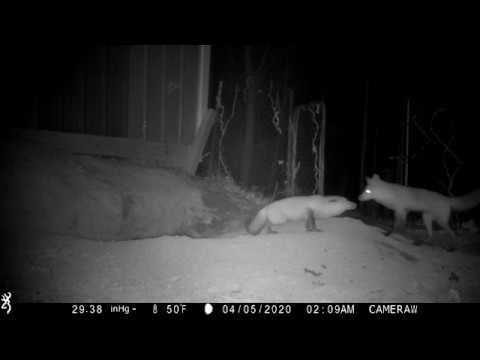 Female fox greeting male returning to den (part 1)