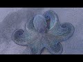 Octopus Shows off Hypnotic Color Change || ViralHog