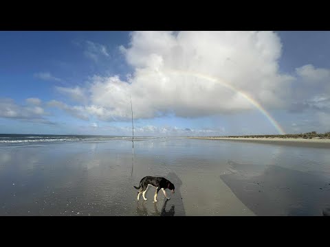 Dragging The Net For Mullet & Surf Casting for Kahawai 📽🐟🎣✔️